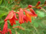 Montbretia